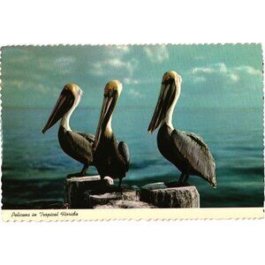 Vintage Postcard Pelicans Tropical Florida Natural Color Photography Unused